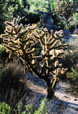 Glowing Cactus Tree in Central Baja California 
